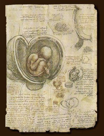 達文西-胚胎研究1510.jpg
