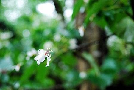 一切的起因，都是為了這朵小小的桐花