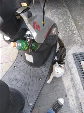 很乖,很親近人的貓貓*~* 很乖,很親近人的貓貓*~*