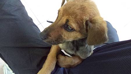 涼亭的小狗狗 涼亭的小狗狗