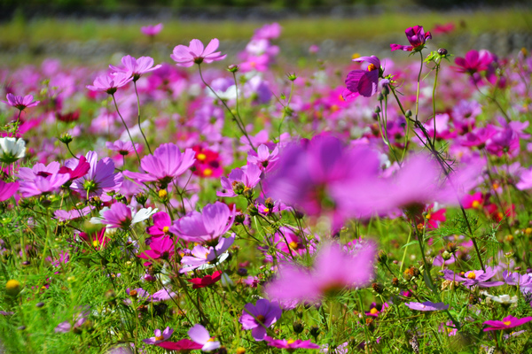 隨拍 313.jpg 隨拍 313.jpg