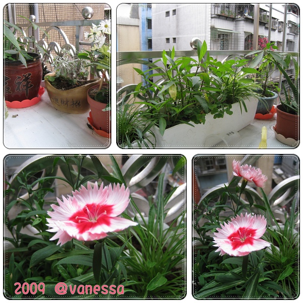 花-1.jpg 花-1.jpg