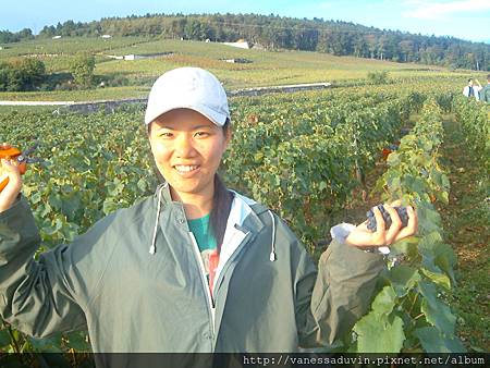 Sep06'~Le vendange de Michel GROS~Vanessa 1.JPG