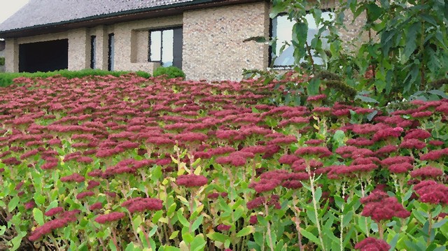 生命之秋 生命之秋