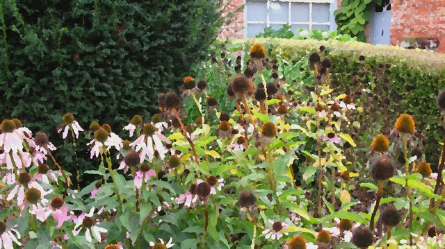 生命之秋 生命之秋