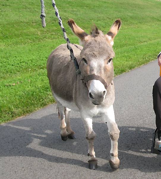 生命之秋 生命之秋