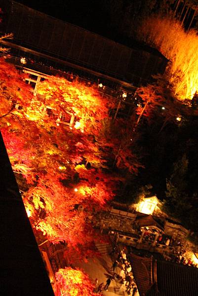 IMG_8528