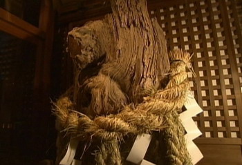 03-02-sagarimatsu-koboku 03-02-sagarimatsu-koboku