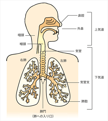 呼吸器官 .gif 呼吸器官 .gif