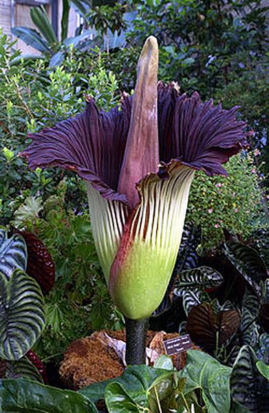 250px-Titan-arum1web....jpg