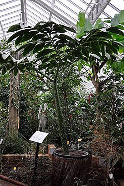 250px-Amorphophallus_titanum_%28Araceae%29_-_reuzenaronskelk_Nationale_Plantentuin_Meise_10-01-2010_14-37-22.jpg