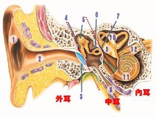 耳朵構造