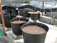 hatchery.jpg