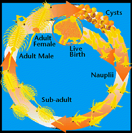lifecycle.gif lifecycle.gif