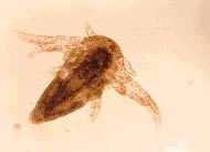 nauplii.jpg