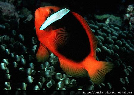 Amphiprion frenatus03.jpg