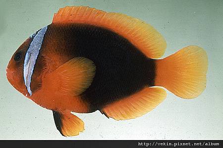 Amphiprion frenatus04.jpg