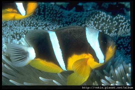 Amphiprion fuscocaudatus02.jpg
