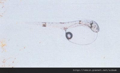 fig01-02.jpg
