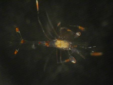 44505L_amboinensis_Z5b.JPG