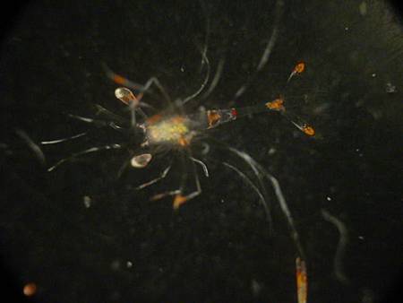 44505L_amboinensis_Z7b.JPG