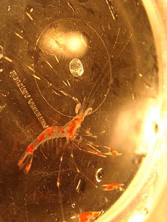 Lysmata ambloinensis larva-5.jpg