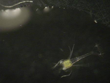 44505L_amboinensis_Z1c.JPG 44505L_amboinensis_Z1c.JPG