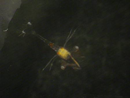 44505L_amboinensis_z2b.JPG