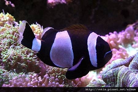 Amphiprion latezonatus003.jpg