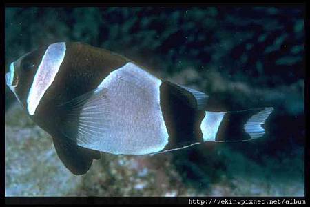 Amphiprion latezonatus004.jpg