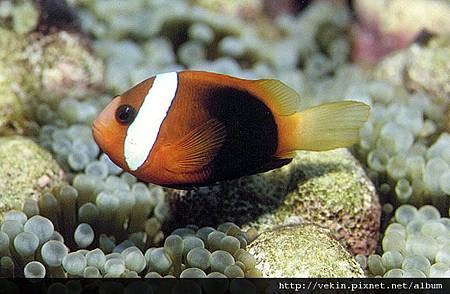 Amphiprion melanopus002.jpg Amphiprion melanopus002.jpg