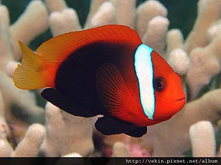 Amphiprion melanopus003.jpg Amphiprion melanopus003.jpg