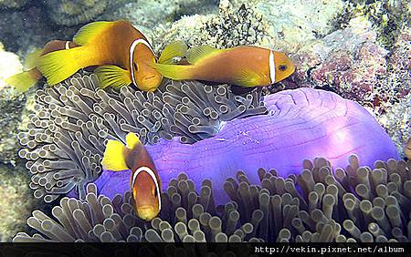 Amphiprion nigripes002.jpg