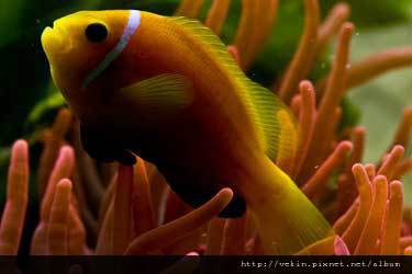 Amphiprion nigripes003.jpg