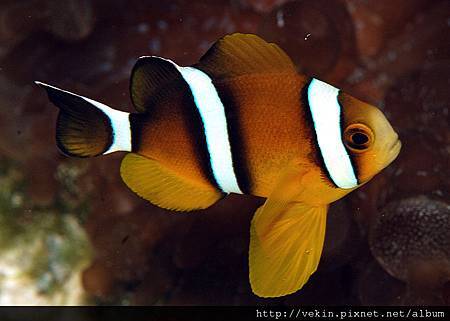 Amphiprion tricinctus003.jpg