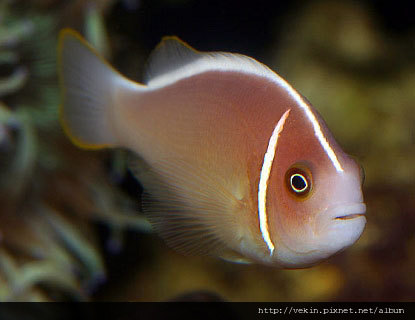 Amphiprion perideraion004.jpg