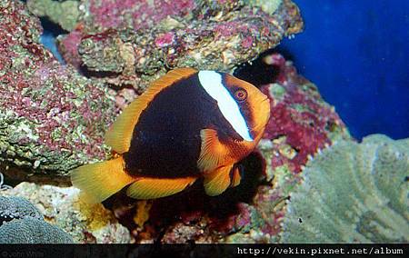 Amphiprion rubrocinctus002.jpg