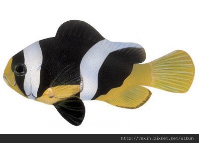 Amphiprion sebae002.jpg