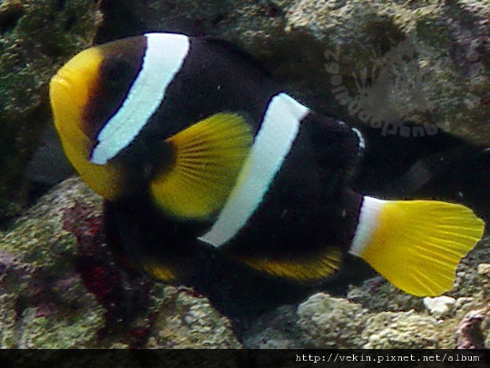 Amphiprion sebae003.jpg