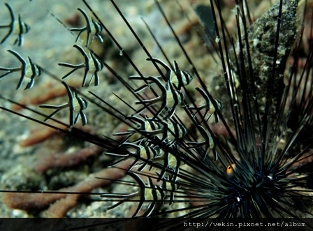 Pterapogon kauderni003.jpg