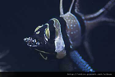 Pterapogon kauderni002.jpg