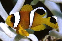 Amphiprion bicinctus003.jpg