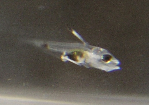 P1010013.JPG