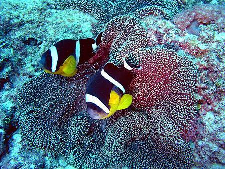 Amphiprion chrysogaster.jpg