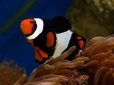 Amphiprion percula004.jpg
