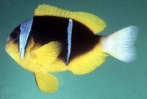 Amphiprion allardi001.jpg