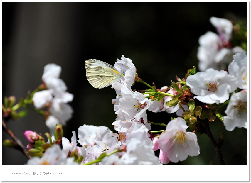 小司麥-(櫻花) (1) 小司麥-(櫻花) (1)