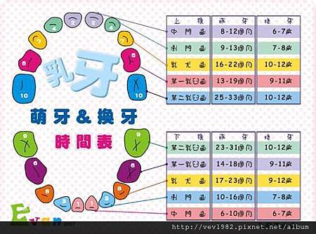 乳牙表.jpg