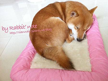 6沒出息的柴犬 6沒出息的柴犬