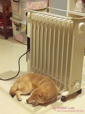 11沒出息的柴犬天蔣